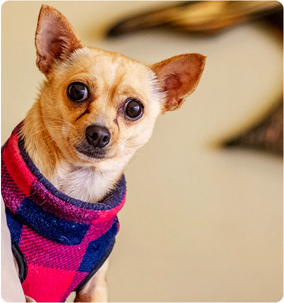 Pet friendly Hotel los cedros chihuahua